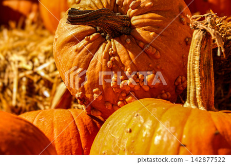 Close-Up of Textured Pumpkins in Autumn Close-Up of Textured Pumpkins in Autumn 142877522