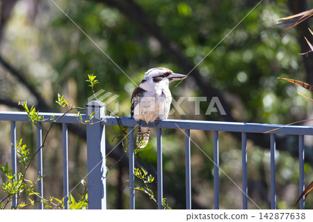 An Australian Kookaburra sitting on a fence near a swimming pool An Australian Kookaburra sitting on a fence near a swimming pool 142877638