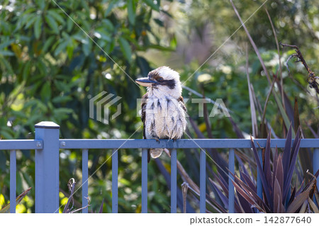 An Australian Kookaburra sitting on a fence near a swimming pool 142877640