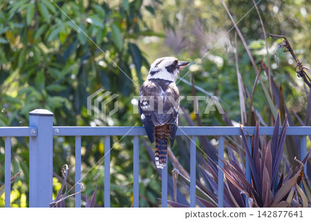 An Australian Kookaburra sitting on a fence near a swimming pool An Australian Kookaburra sitting on a fence near a swimming pool 142877641