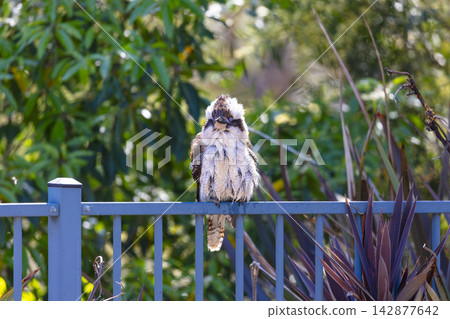 An Australian Kookaburra sitting on a fence near a swimming pool 142877642
