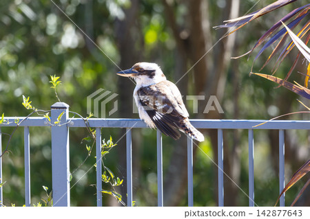 An Australian Kookaburra sitting on a fence near a swimming pool An Australian Kookaburra sitting on a fence near a swimming pool 142877643