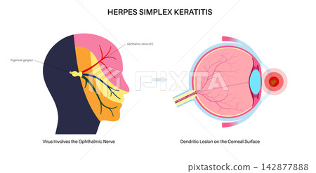 Detailed eyeball pathway diagram Detailed eyeball pathway diagram 142877888