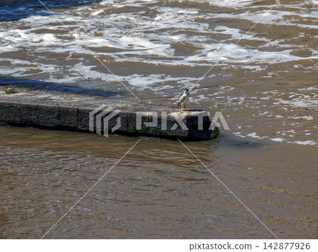 Wild Bird Resting beside Turbulent Water at a River Weir Wild Bird Resting beside Turbulent Water at a River Weir 142877926