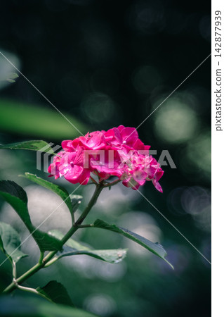 閃閃發光的粉紅色繡球花 閃閃發光的粉紅色繡球花 142877939