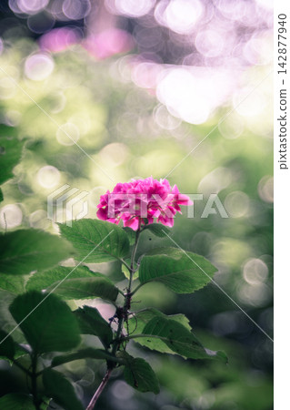 閃閃發光的粉紅色繡球花 142877940