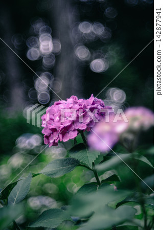閃閃發光的粉紅色繡球花 閃閃發光的粉紅色繡球花 142877941