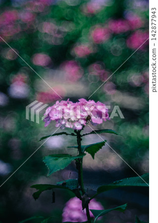 閃閃發光的粉紅色繡球花 閃閃發光的粉紅色繡球花 142877943