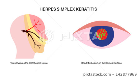 Nerve pathway macro eye Nerve pathway macro eye 142877969