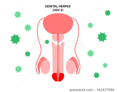 Male virion tissue localization 142877988