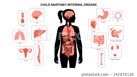 Human internal organs Human internal organs 142878126