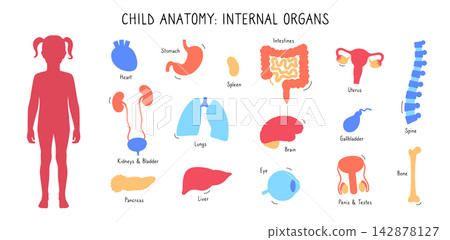 Human internal organs Human internal organs 142878127
