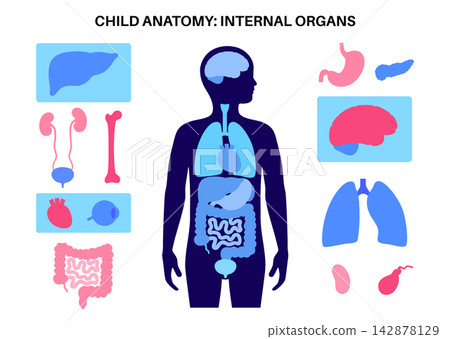 Human internal organs Human internal organs 142878129