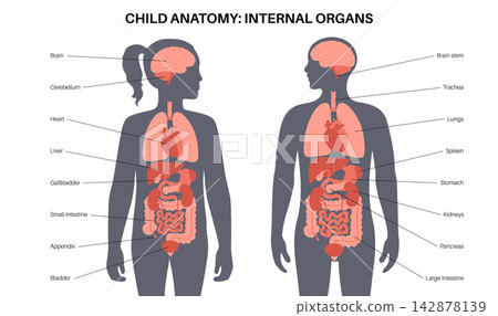 Human internal organs Human internal organs 142878139