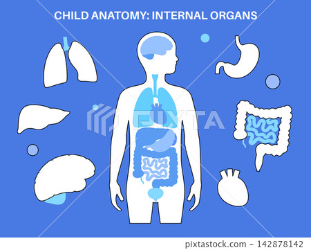 Human internal organs Human internal organs 142878142