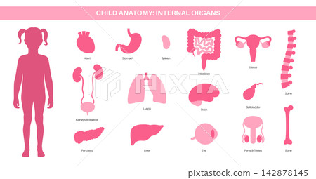 Human internal organs Human internal organs 142878145