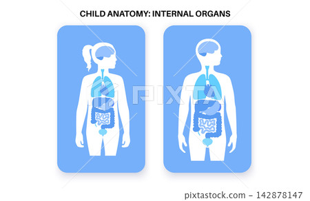 Internal organs in the human body Internal organs in the human body 142878147