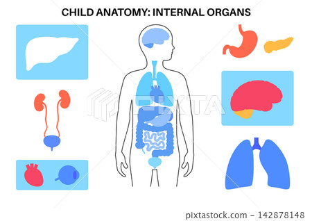 Human internal organs Human internal organs 142878148