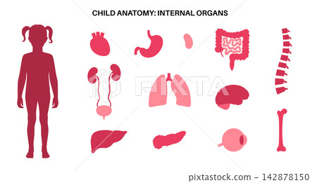 Human internal organs Human internal organs 142878150