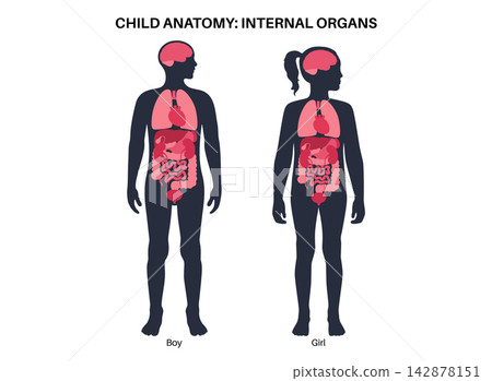 Human internal organs Human internal organs 142878151