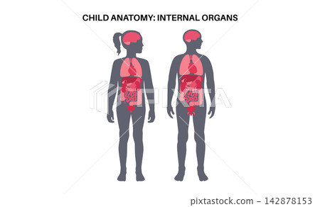 Human internal organs Human internal organs 142878153