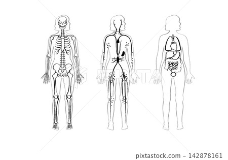Organ Systems Sketch Organ Systems Sketch 142878161