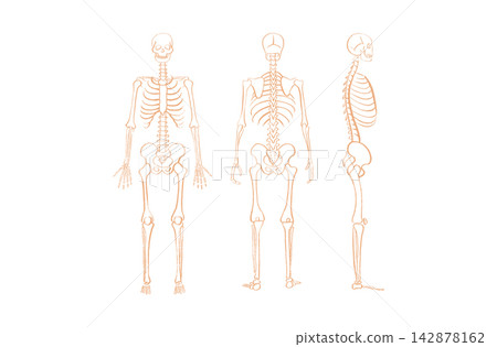 Organ Systems Sketch Organ Systems Sketch 142878162