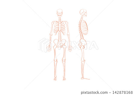 Organ Systems Sketch Organ Systems Sketch 142878168