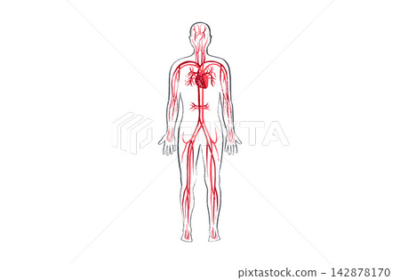 Organ Systems Sketch Organ Systems Sketch 142878170