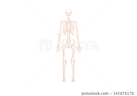 Organ Systems Sketch Organ Systems Sketch 142878178