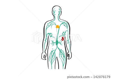 Organ Systems Sketch 142878179