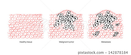 Cells structure sketch Cells structure sketch 142878184