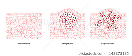 Cells structure sketch Cells structure sketch 142878185