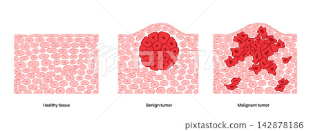 Cells structure sketch Cells structure sketch 142878186