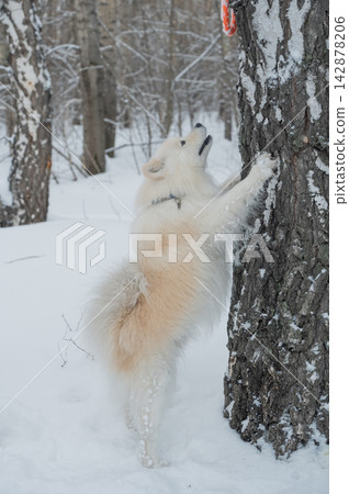 A Samoyed dog stood on a birch tree during a winter walk. A Samoyed dog stood on a birch tree during a winter walk. 142878206