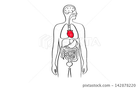 Human heart sketch Human heart sketch 142878220