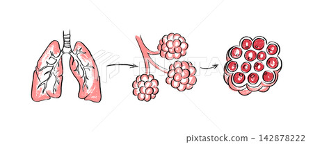 Cells structure sketch Cells structure sketch 142878222