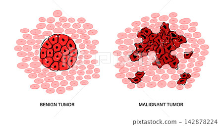 Cells structure sketch Cells structure sketch 142878224