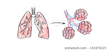 Cells structure sketch Cells structure sketch 142878225