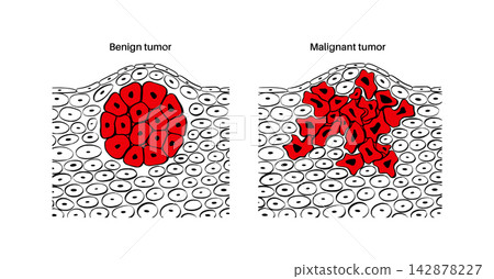 Cells structure sketch 142878227