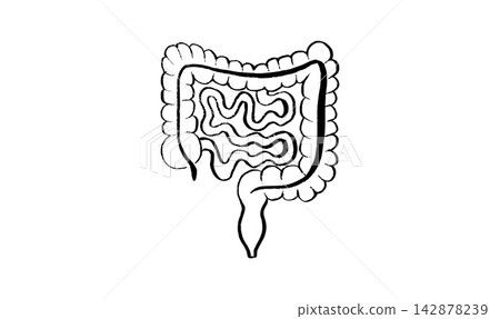 Human intestine sketch Human intestine sketch 142878239