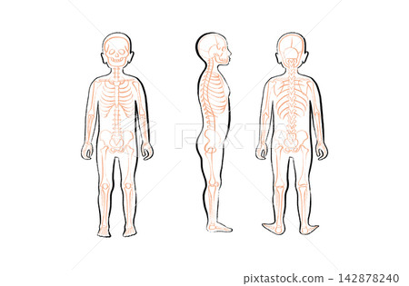 Organ Systems Sketch 142878240