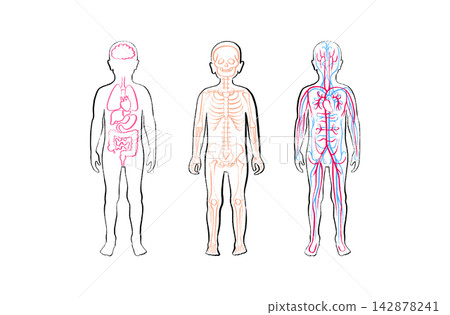Organ Systems Sketch Organ Systems Sketch 142878241