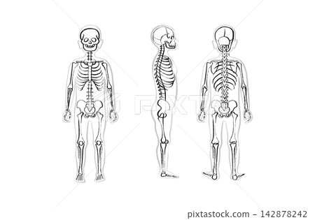 Organ Systems Sketch Organ Systems Sketch 142878242