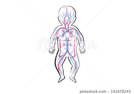 Organ Systems Sketch Organ Systems Sketch 142878243