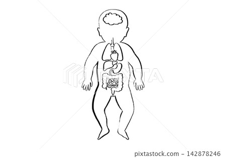 Organ Systems Sketch Organ Systems Sketch 142878246