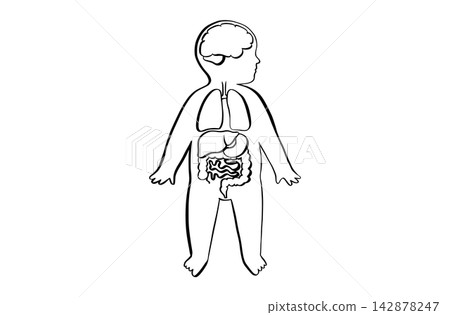 Organ Systems Sketch Organ Systems Sketch 142878247