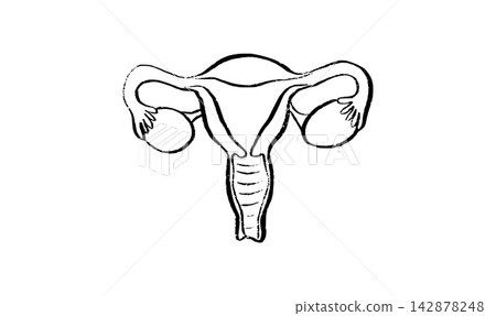 Uterus medical illustration Uterus medical illustration 142878248