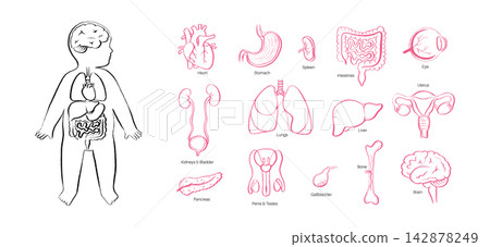Organ Systems Sketch Organ Systems Sketch 142878249
