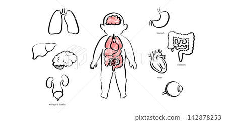 Organ Systems Sketch Organ Systems Sketch 142878253